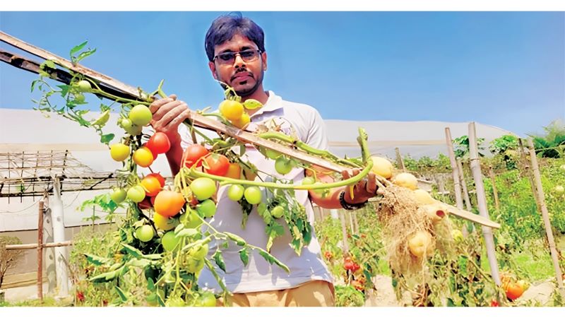 আলু গাছে ধরেছে টমেটোও